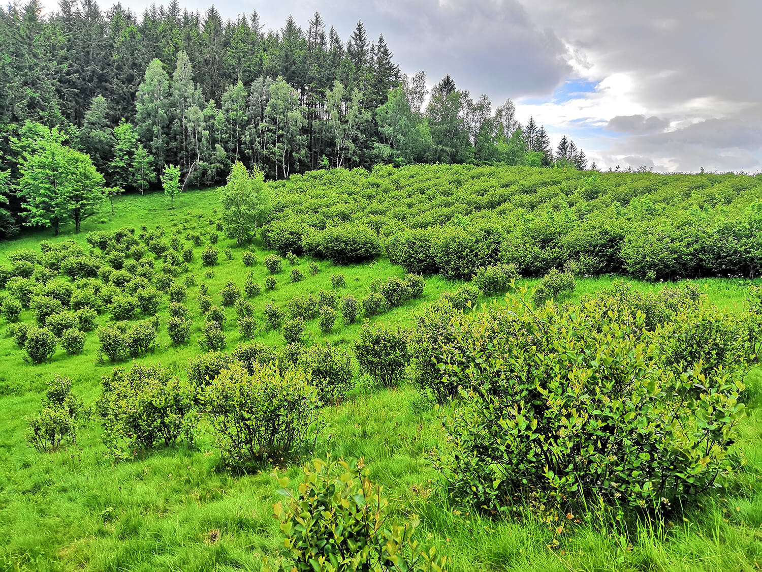 Wiosna na plantacji aronii. Plantacja aronii wczesną wiosną. Soczyście zielona trawa i młode listki.